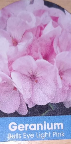 Pelargonium geranium bull - geranium, bull's