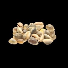 Mixed sea shells beach craft - sea,