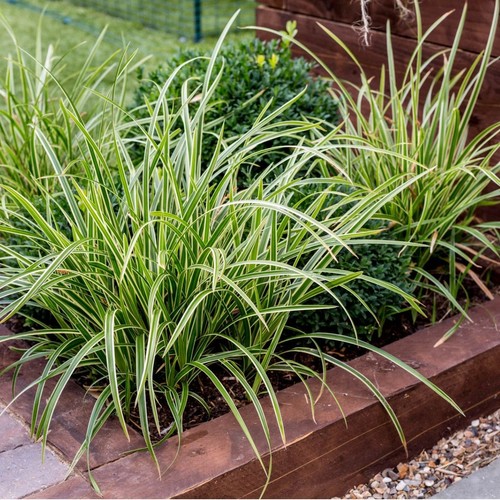 Carex morrowii ice - morrowii,