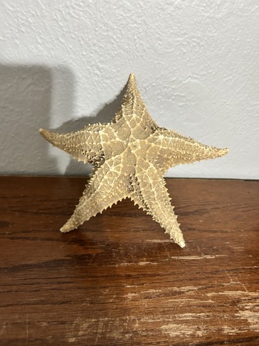 Vintage large dried raised - dried,