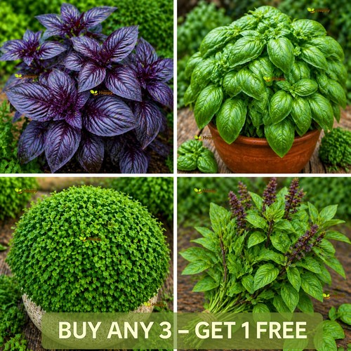 Herb mixed basil 500 seeds - herb,