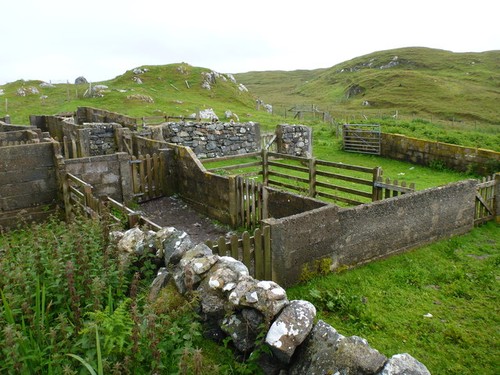 Photo sheep handling and - sheep,