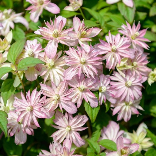 Clematis montana marjorie - clematis,,