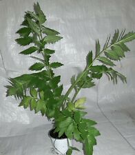 Garden Valerian, Valeriana Herbal Plant in a 13cm. Rigid Pot.