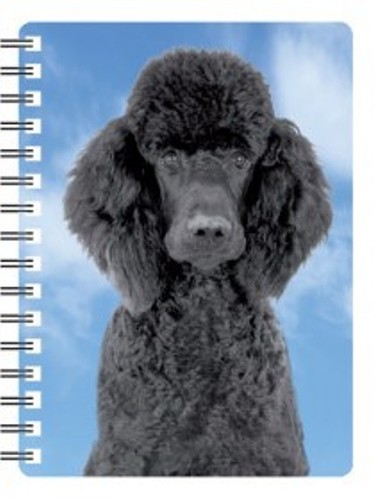 Poodle black - poodle,,