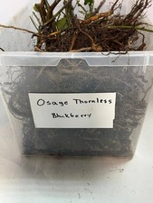 10 Osage Thornless Blackberry