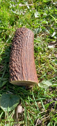 Red deer antler dog - deer,