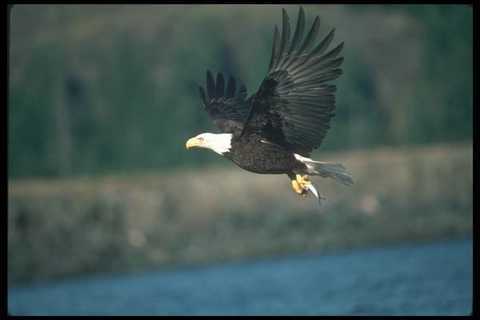 135021 bald eagle carrying - 135021,