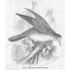 BIRDS Brown Backed Pigeon -