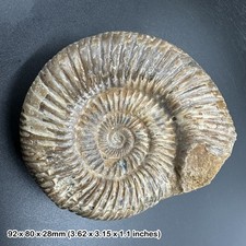 Perisphinctes Ammonite Fossil