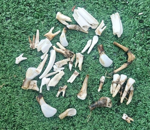 Sheep teeth taxidermy art - ,