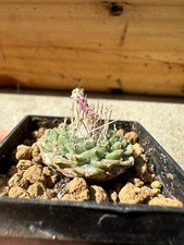 Strombocactus disciformis, Own