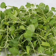 American Land Cress x 100