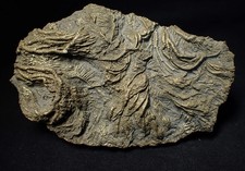 Large 3D pyrite crinoid with