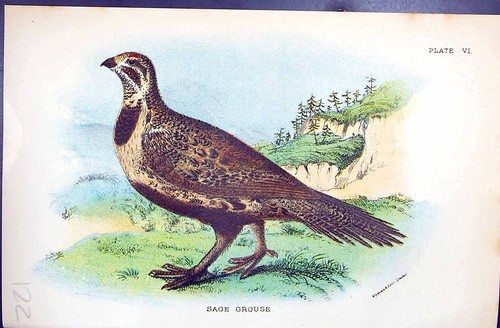 Old antique print - antique,