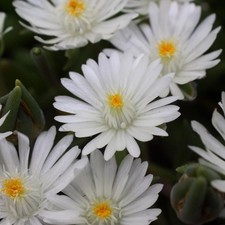 Delosperma plug plants