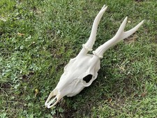 Replica Male Roe Deer Skull