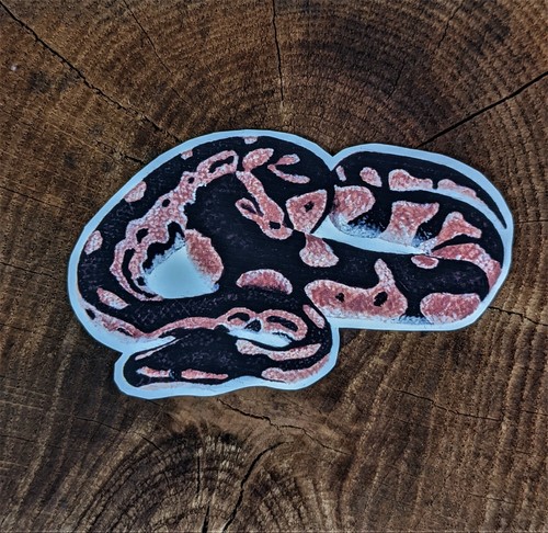 Royal ball python name - royal, tag