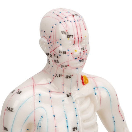 Acupuncture model human body - acupuncture,