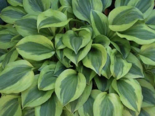 Hosta grand tiara pot - grand,