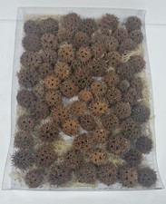 Natural Dried Sweetgum Seed