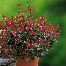 Photinia ‘Little Red