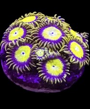 Live Coral Zoa King Midas 7-10