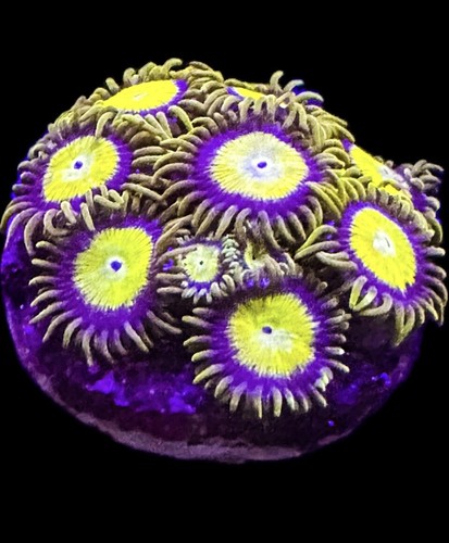 Live coral zoa king midas - coral,