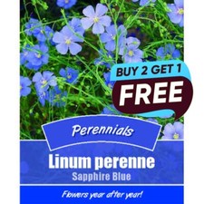 Linum Perenne Sapphire Blue- 520 Flower Seeds Garden Plant Pots Tubs Baskets