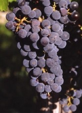 Vitis Incana Dusty Miller Black Table Grape 9cm Pot Fast growing climber