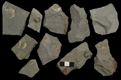 Unprepared ammonite - 10,