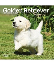 Golden Retriever Puppies 2023