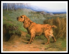 COCKER SPANIEL LOVELY DOG ART