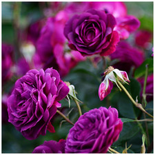 'Ebb Tide' Very Fragrant Floribunda Rose Bush, Smoky Plum Purple Flowers