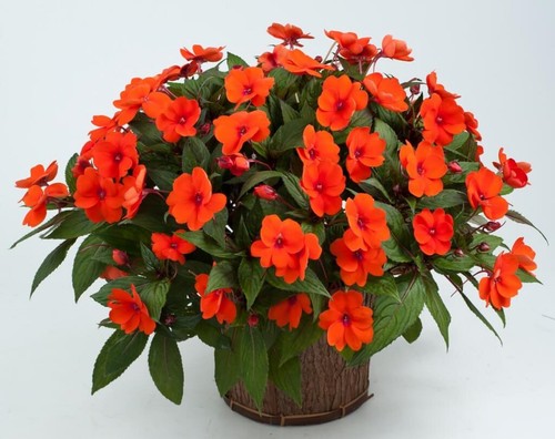 New guinea impatiens orange - new,