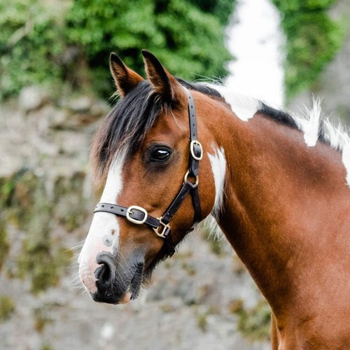 Mackey equisential leather - mackey,