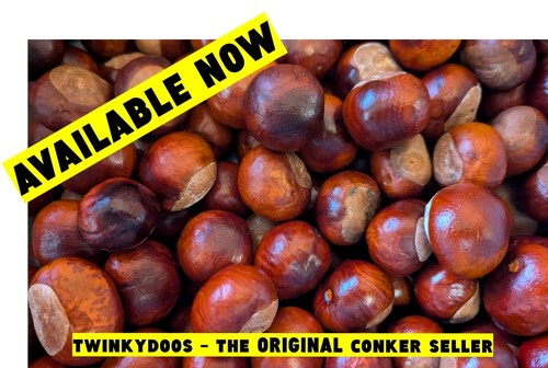 Medium conkers horse - 30,
