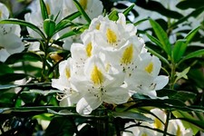 Rhododendron White 4.5 Litre Pot Garden Plant Established Shrub