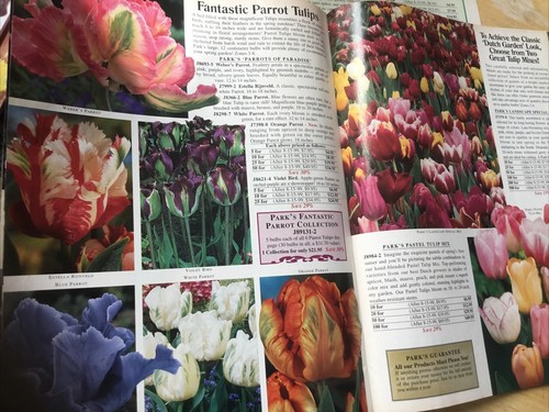 Daffodil,Parrot