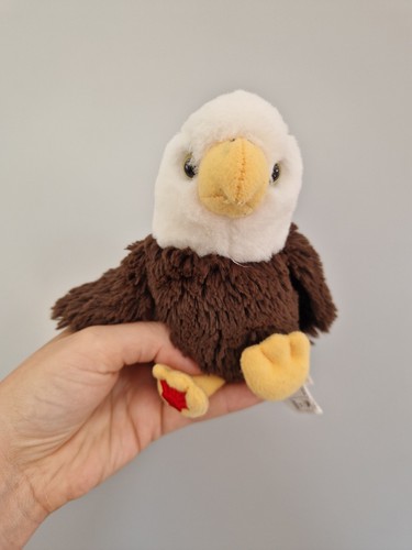 Golden eagle bird baby chick - eagle,
