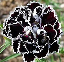 CARNATION - Dianthus chinensis heddewigii - 80 seeds - BLACK AND WHITE
