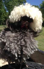 polish frizzle hatching eggs