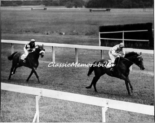 Horse racing photo - racing,