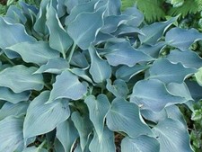 Hosta Blue Arrow (Pot Grown