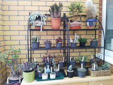 Lucky Dip-5 x Different