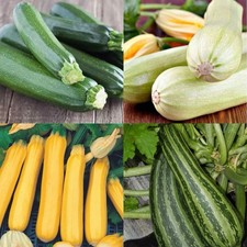 25 x Courgette Zucchini