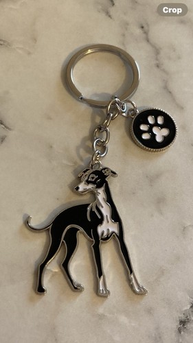 Whippet greyhound dog - whippet/greyhound,