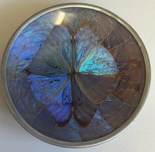 Vintage Morpho Butterfly Wing