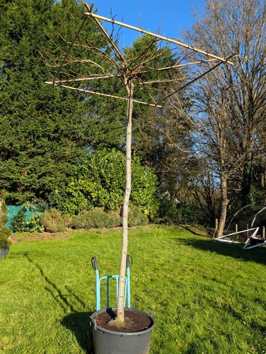 Liquidambar styraciflua