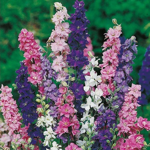 3600 seeds larkspur imperial - ,